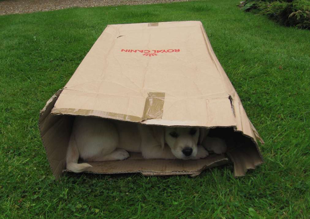 'And so the story goes...' D is for Dog (guide dogs)