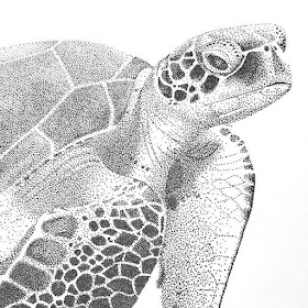 01-Sea-Turtle-Kelsey-Hammerton-www-designstack-co