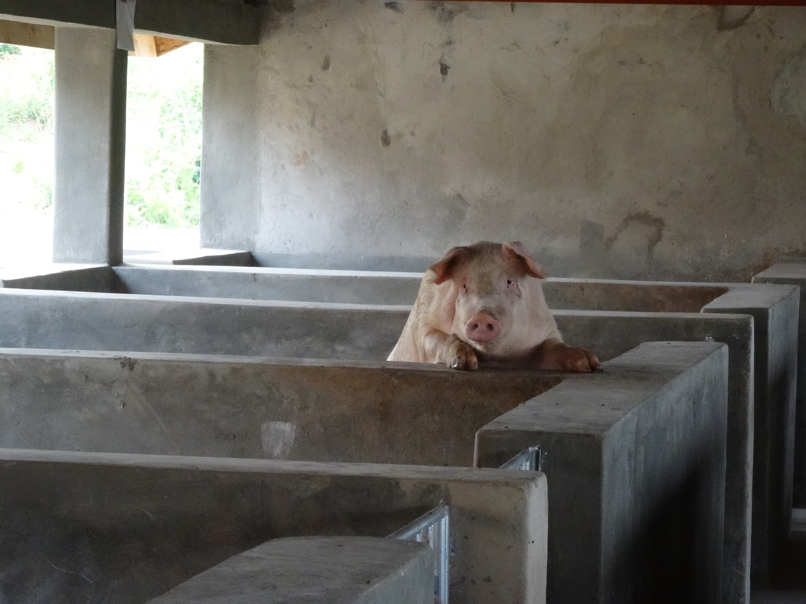 Developments in rural areas across the world Pig value chain in Uganda