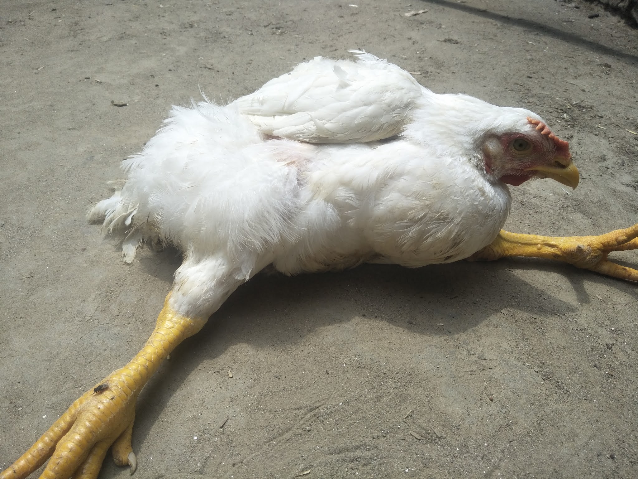 Lameness or Limping in Broiler Chicken by Sunny Poultry