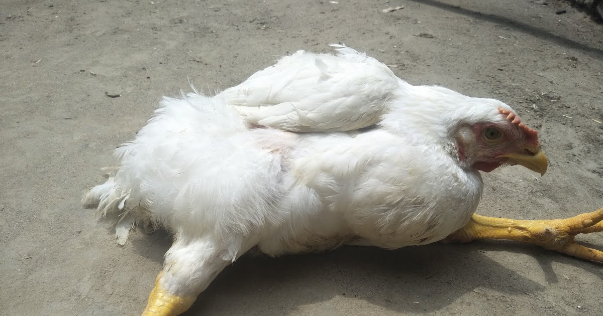 Lameness or Limping in Broiler Chicken by Sunny Poultry