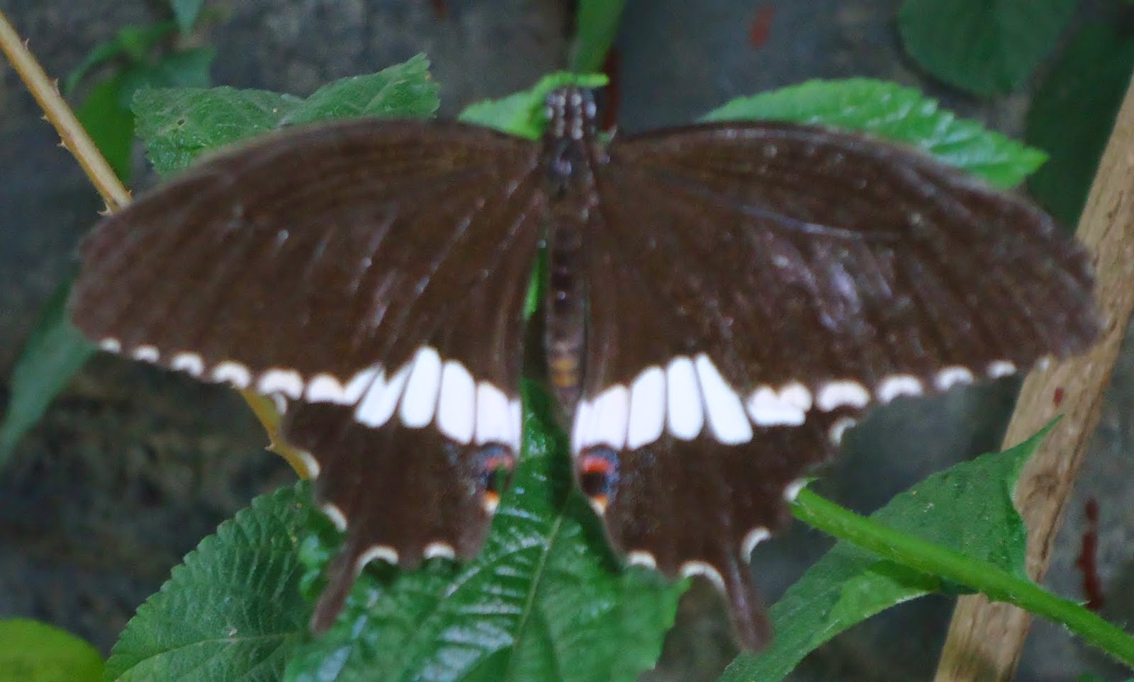 How Visit Butterfly Park Bangladesh