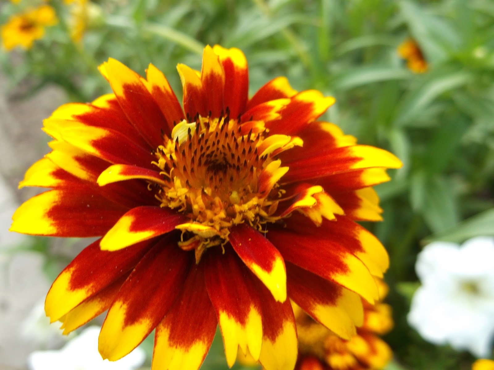 Цинния олд мехико