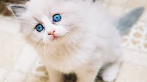 Cute And Funny Images Of White Kitten 2