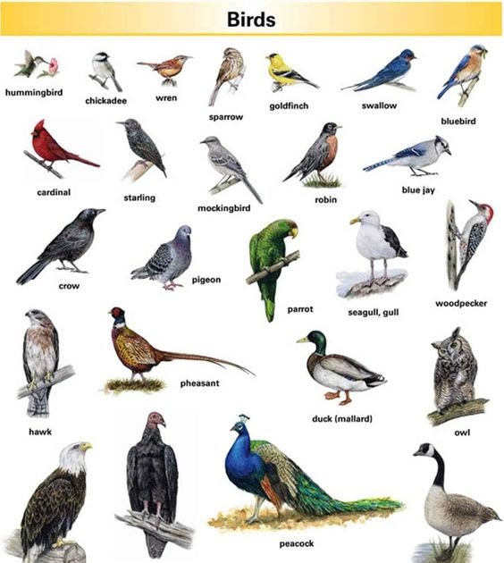 название птиц на чувашском языке. птицы на татарском языке. птицы на кабардинском языке. птицы на татарском. названия птиц натаиарском.