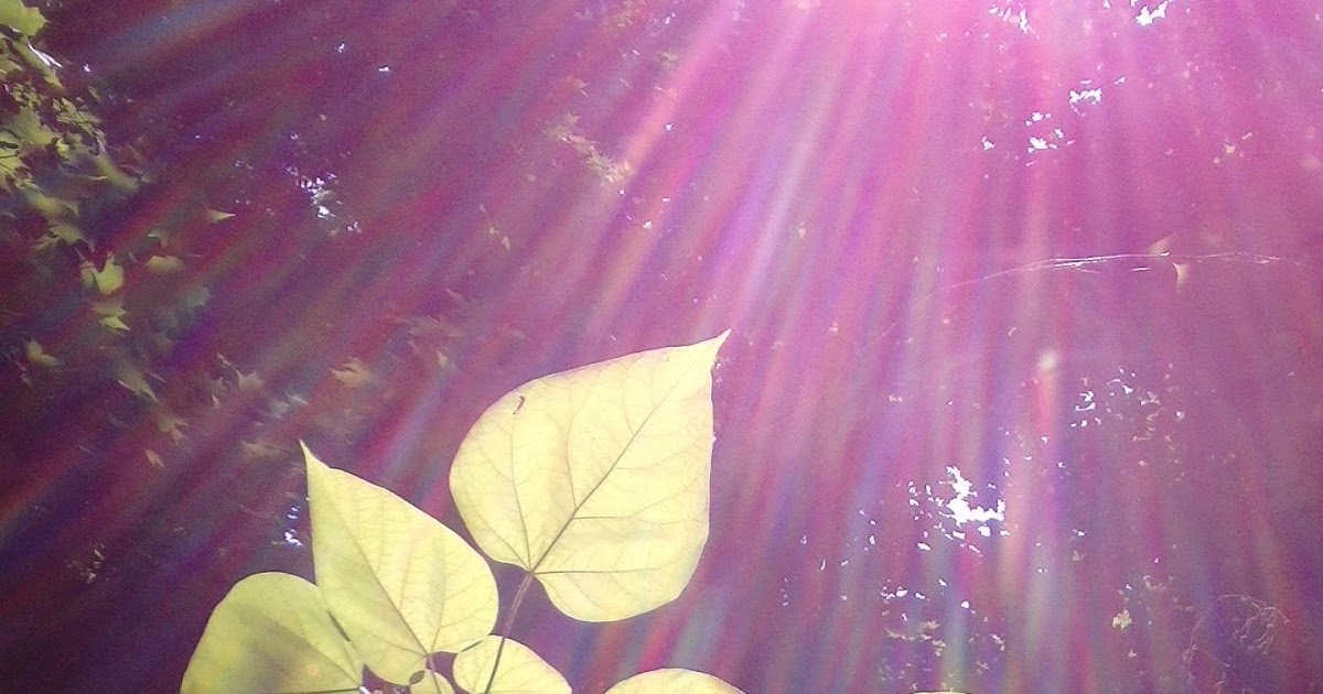 Das Imperium Schlägt Zurück Holländisch