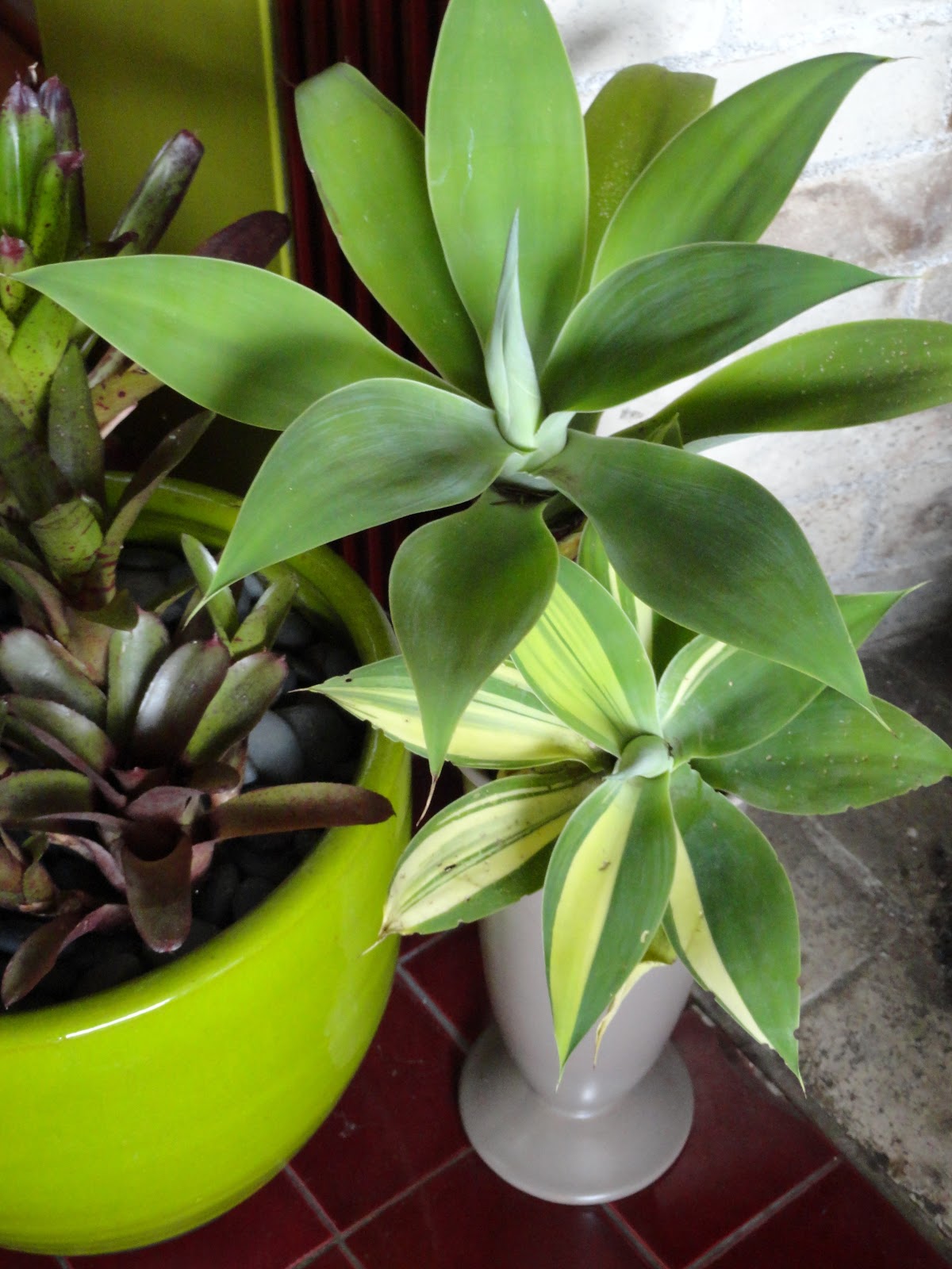 danger garden: Winterizing