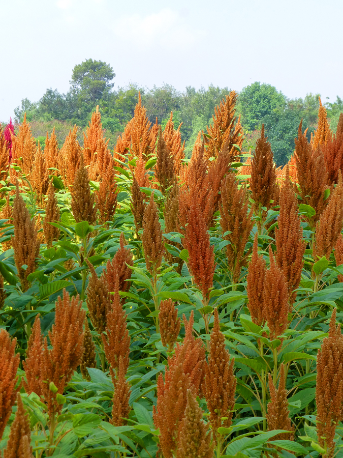 OaxacaThe Year After Amaranth Prehispanic Grain