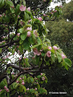 Chinese quince in bloom, Tokyo Imperial Gardens, Japan
