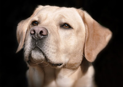 Dog Images Dog Images