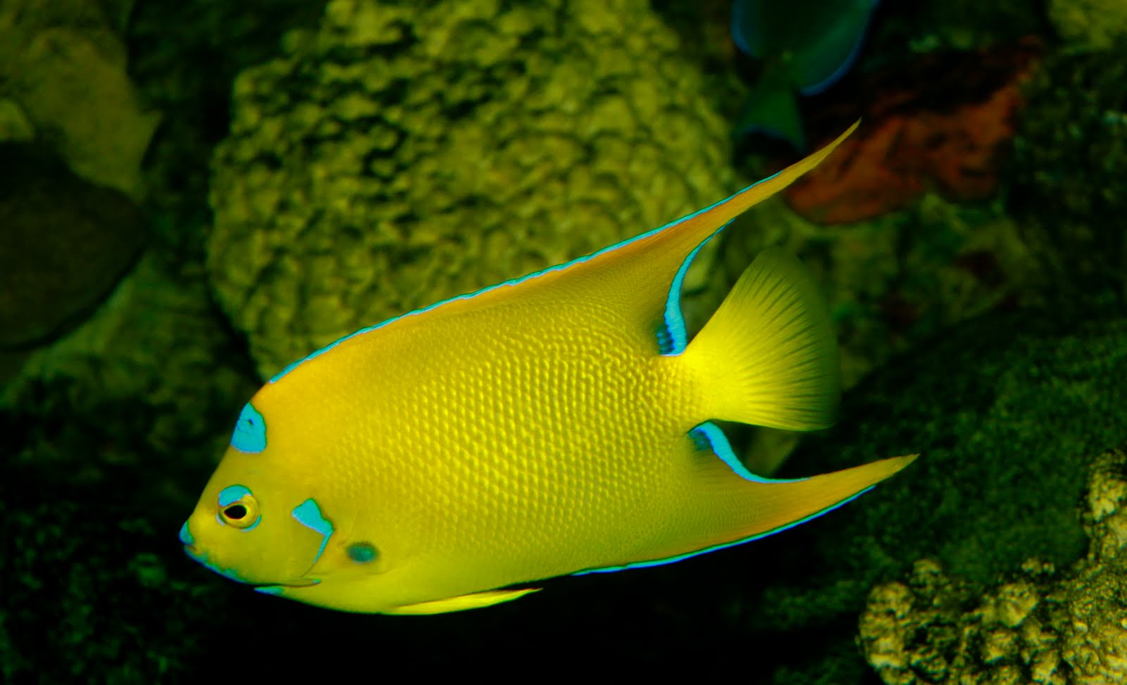 Life of Queen Angelfish  Life of Sea