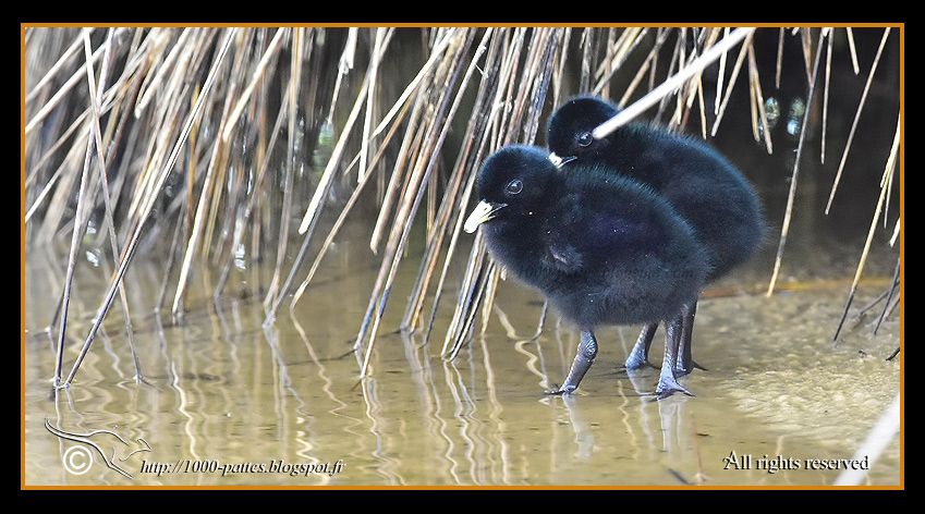 Rallus aquaticus - http://1000-pattes.blogspot.com/
