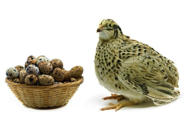 AMRAP Fitness Strength and Conditioning HEALTH BENEFITS OF QUAIL EGGS