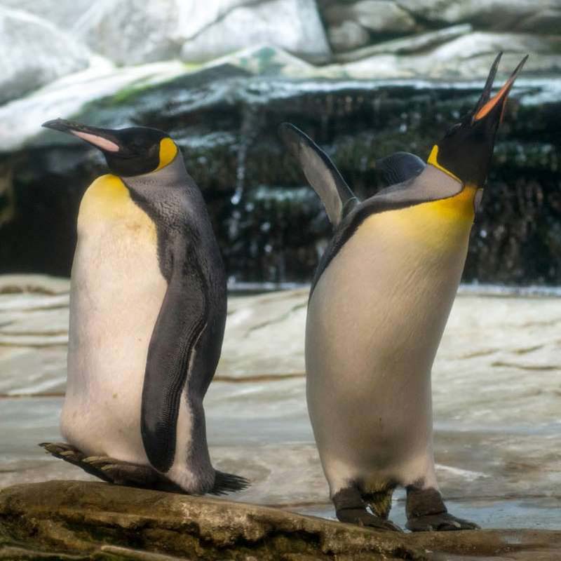 Gay Penguins Adopt Abandoned Egg After