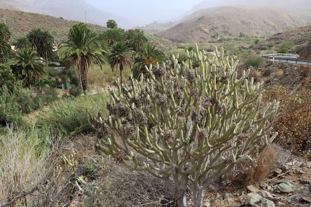 Verode (Senecio Kleinia) - Arteara - Barranco de Fataga - Gran Canaria