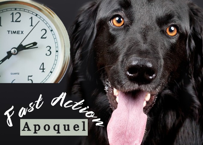 how-fast-does-apoquel-medication-work-for-dogs