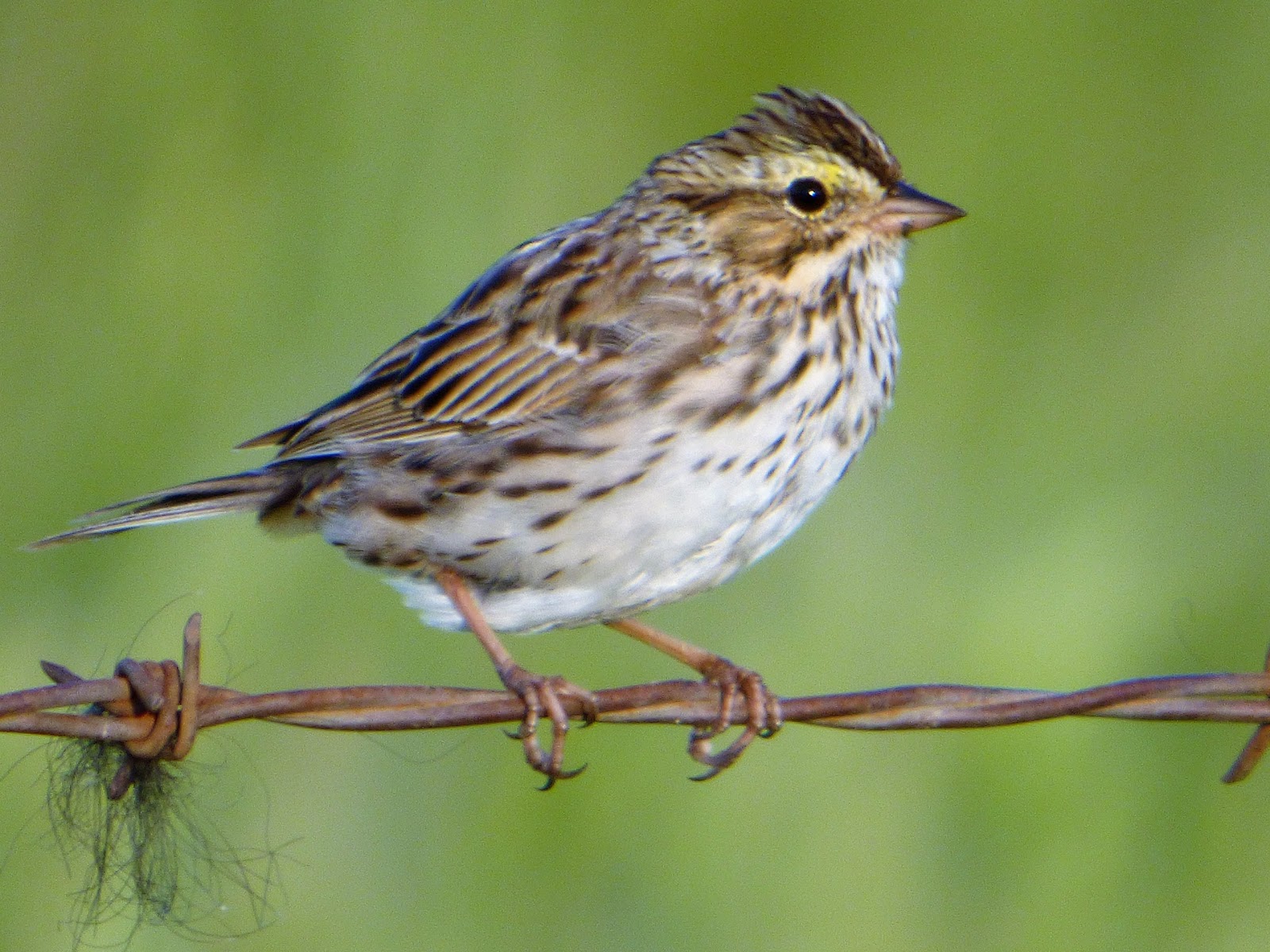 Geotripper s California Birds Sometimes I Miss The Little Ones 