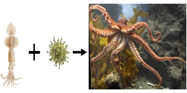 Эволюция из кальмара в осьминога