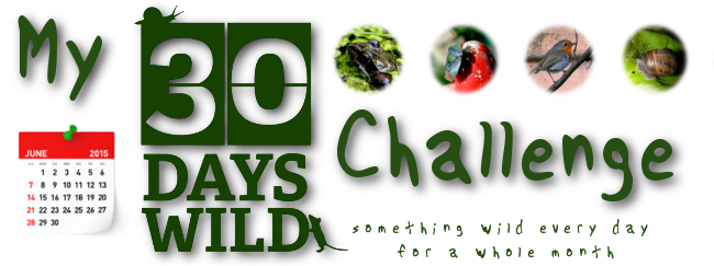 My 30 Days Wild Challenge