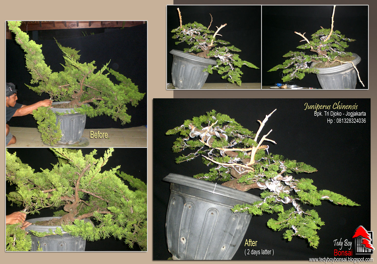 Bonsai Tedy Boy Bonsai Bali INDONESIA europe usa america european JAPAN