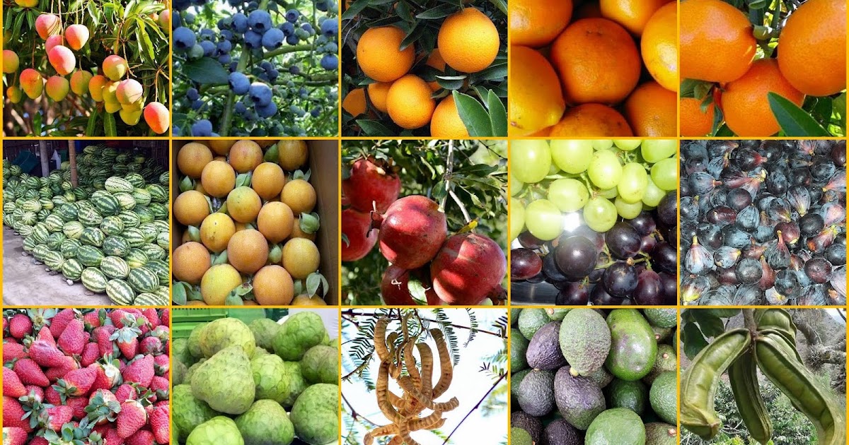 Plantas Medicinales del Perú 🌻🌻 Frutas de la costa peruana Plantas Medicinales del Perú 🌻🌻 Frutas de la costa peruana