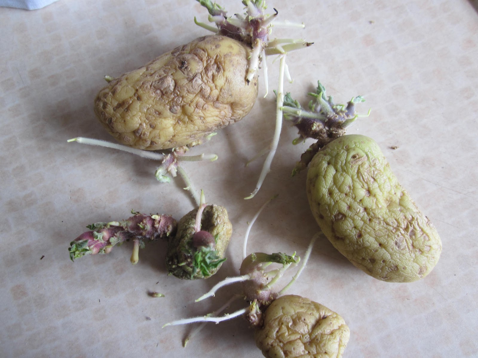 Mummy From The Heart Giveaway £25 Seeds from Seed Parade