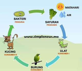 jaring jaring makanan pada ekosistem dikebun, perumahan atau kampung www.simplenews.me