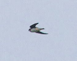 2 Sand Martins,  26th March 2011