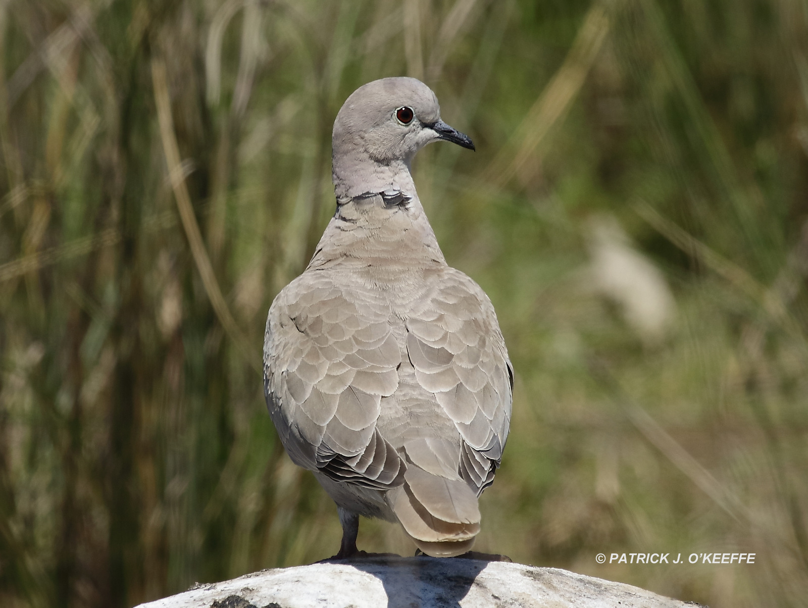 Raw Birds EURASIAN COLLARED DOVE (Streptopelia decaocto) Palaiochora