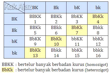 Tabel keturunan F2 yang sudah terisi untuk menentukan genotip BbKk (bertelur banyak berbadan kurus heterozigot)