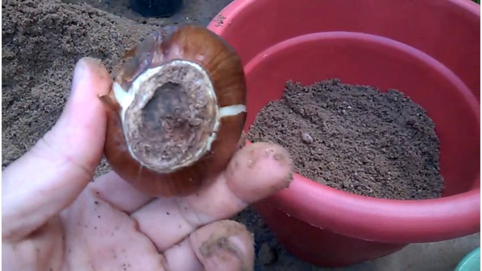 How to Grow Narcissus in Pots