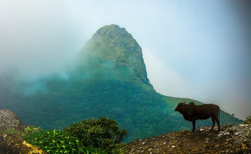 Ettina Bhuja - Conquering an Ox\