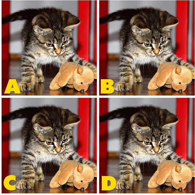 ADGATE Quiz Diva Kitty Difference (ANSWERS) Swagbucks Help