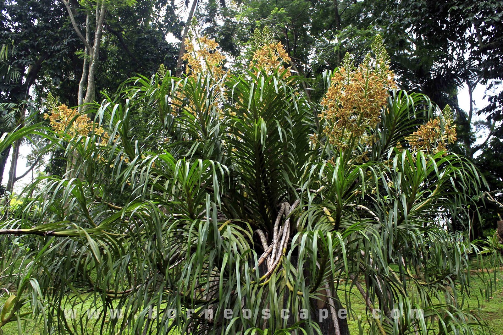 The largest orchid species in the world Grammatophyllum speciosum