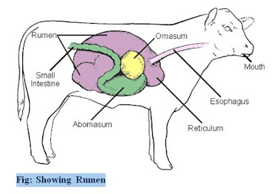 Rumen Microbiology ~ Dhiraj's Blog