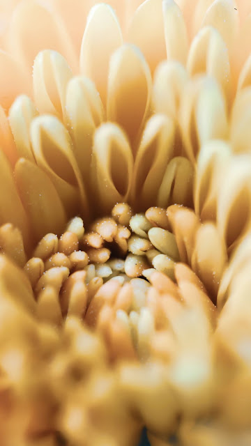 Chrysanthemum, Flower, Petals, Macro, Yellow