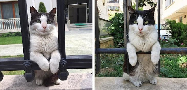 10+ Cats Who Are So Purrfect That They Deserve The Title “Kitten Of The Year”