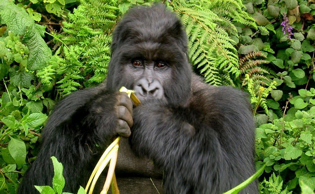 Il gene ribelle La cura del gorilla Il gene ribelle La cura del gorilla