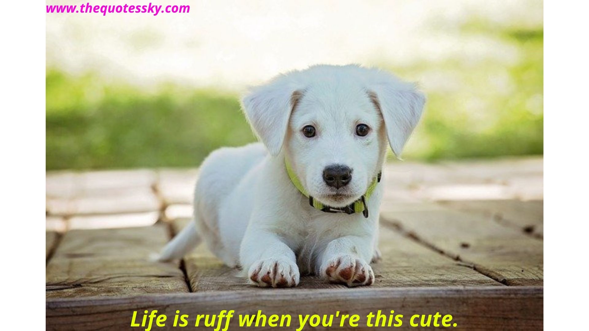 Dog Point Of View Captions 99+ Quotes About Dog Unconditional Love Also Captions - The Quotes Sky
