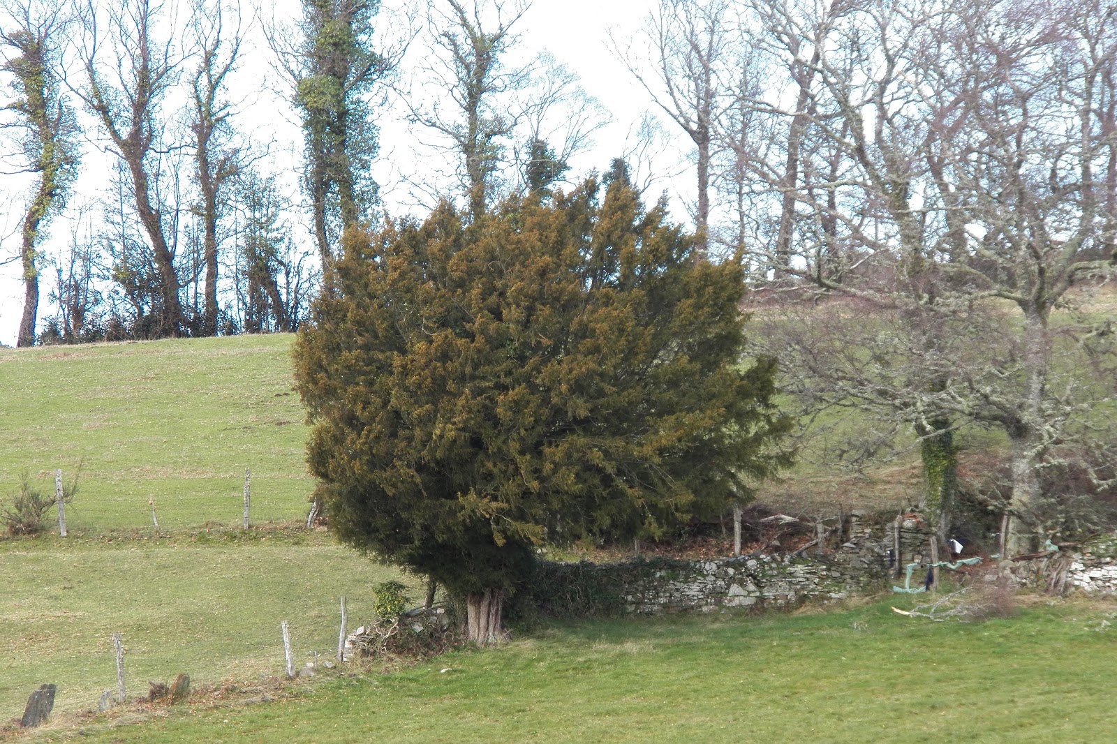 MIS TEXOS 2 Gestoso. VILLANUEVA DE OSCOS.