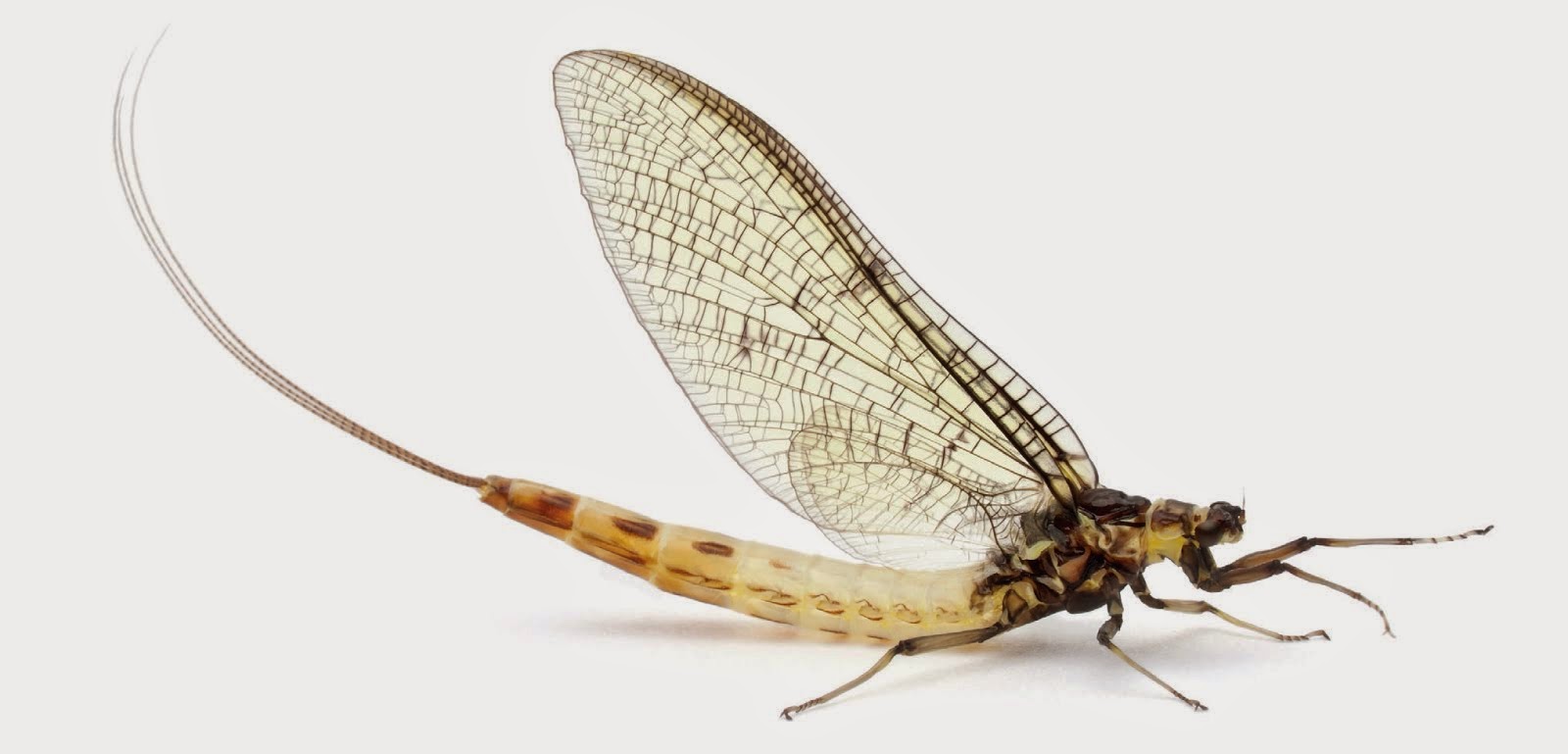 Mayfly