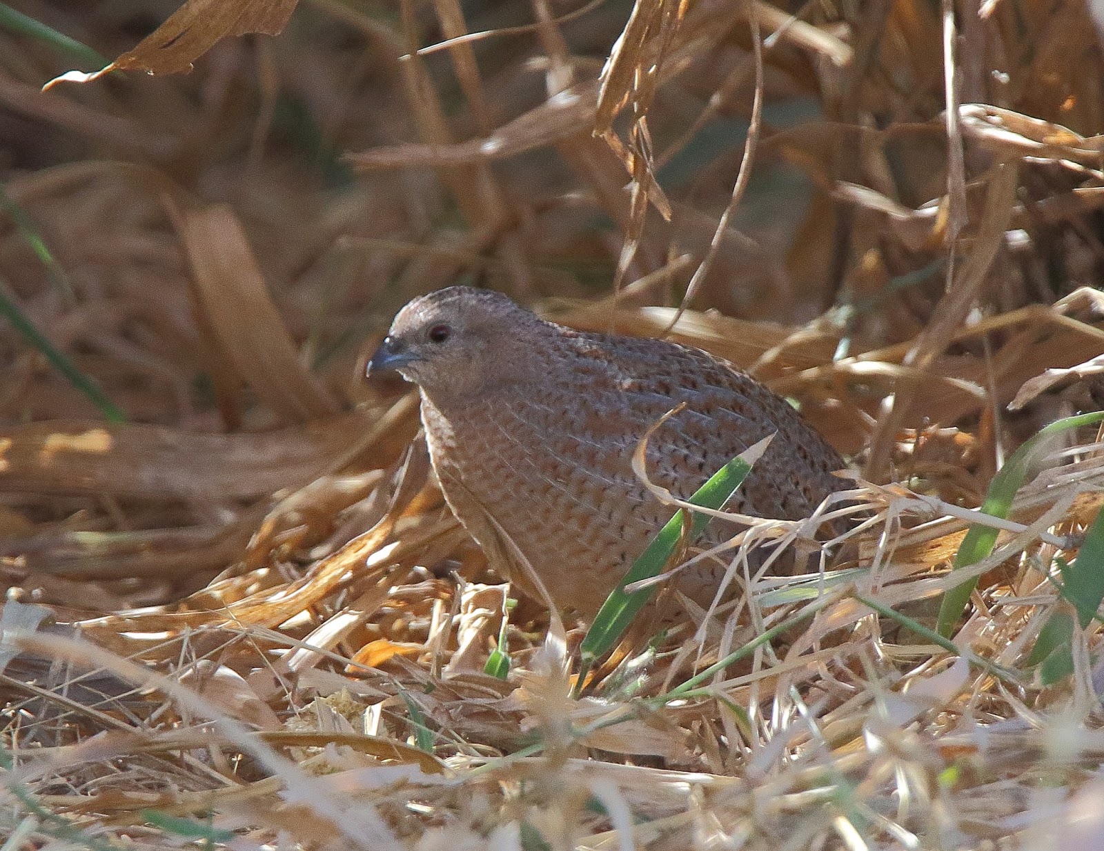 Richard Waring's Birds of Australia: Brown Quails come out for a feed