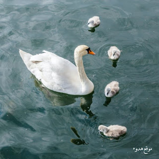 صور جميلة, صورجميلة, صور منوعة, طبيعية, للفيس بوك