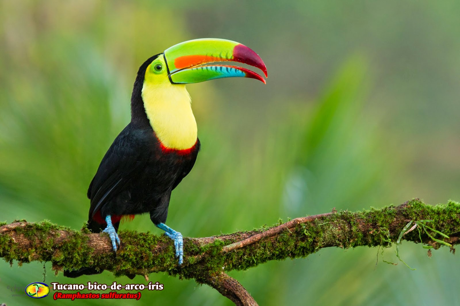 Zoologia Tucanobicodearcoíris (Ramphastos sulfuratus) Zoologia Tucanobicodearcoíris (Ramphastos sulfuratus)