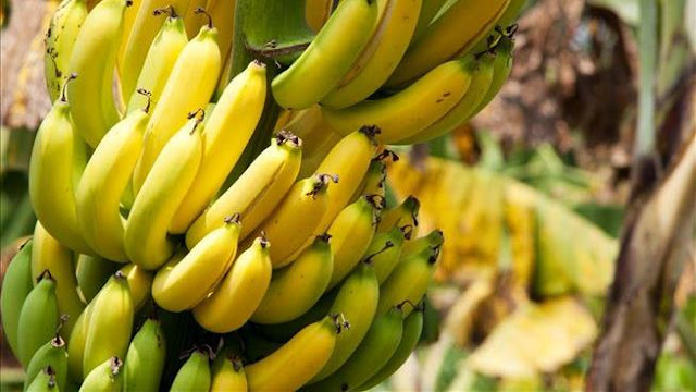 Morning, afternoon or night, know what is the right time to eat banana according to Ayurveda Funny Jokes Morning, afternoon or night, know what is the right time to eat banana according to Ayurveda Funny Jokes