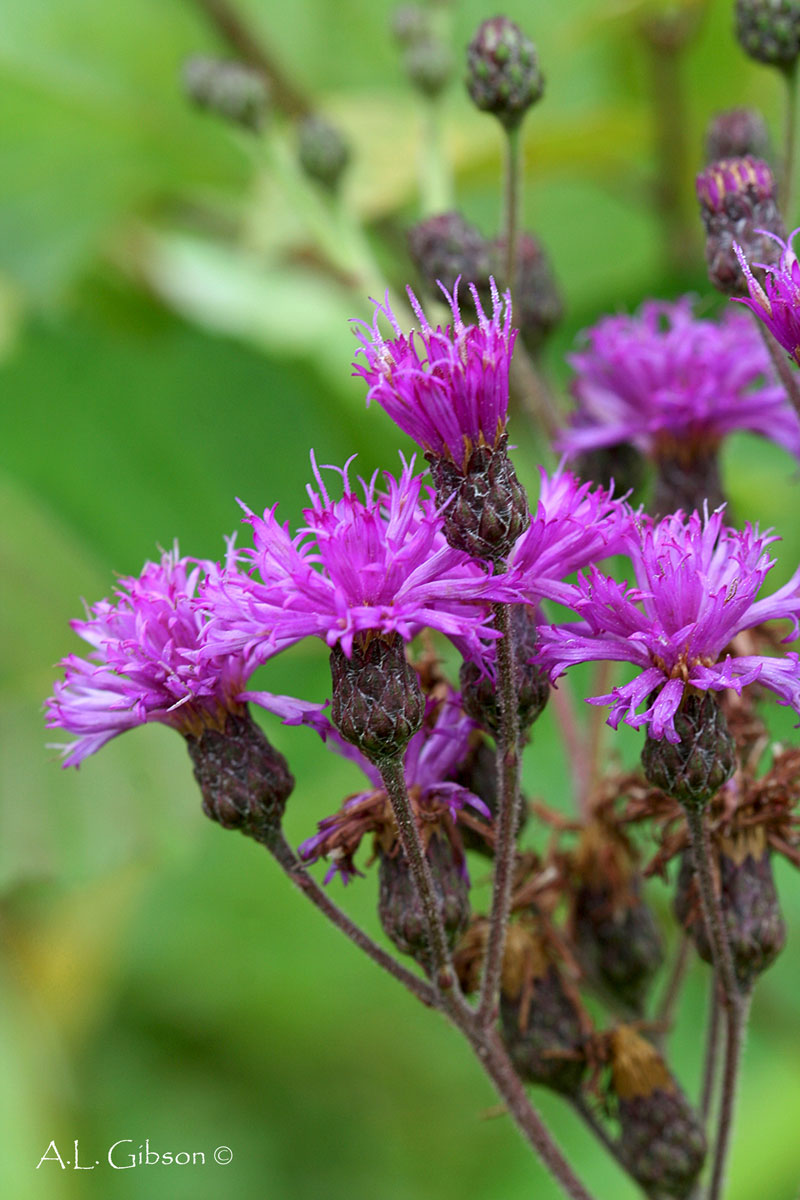 The Buckeye Botanist Missouri Ironweed (Vernonia missurica)