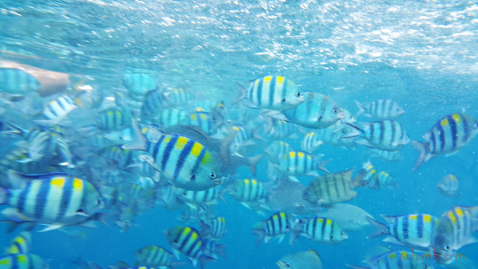 Tioman aktiviti di pulau 9 Tempat