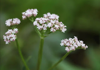 valerian for sleep