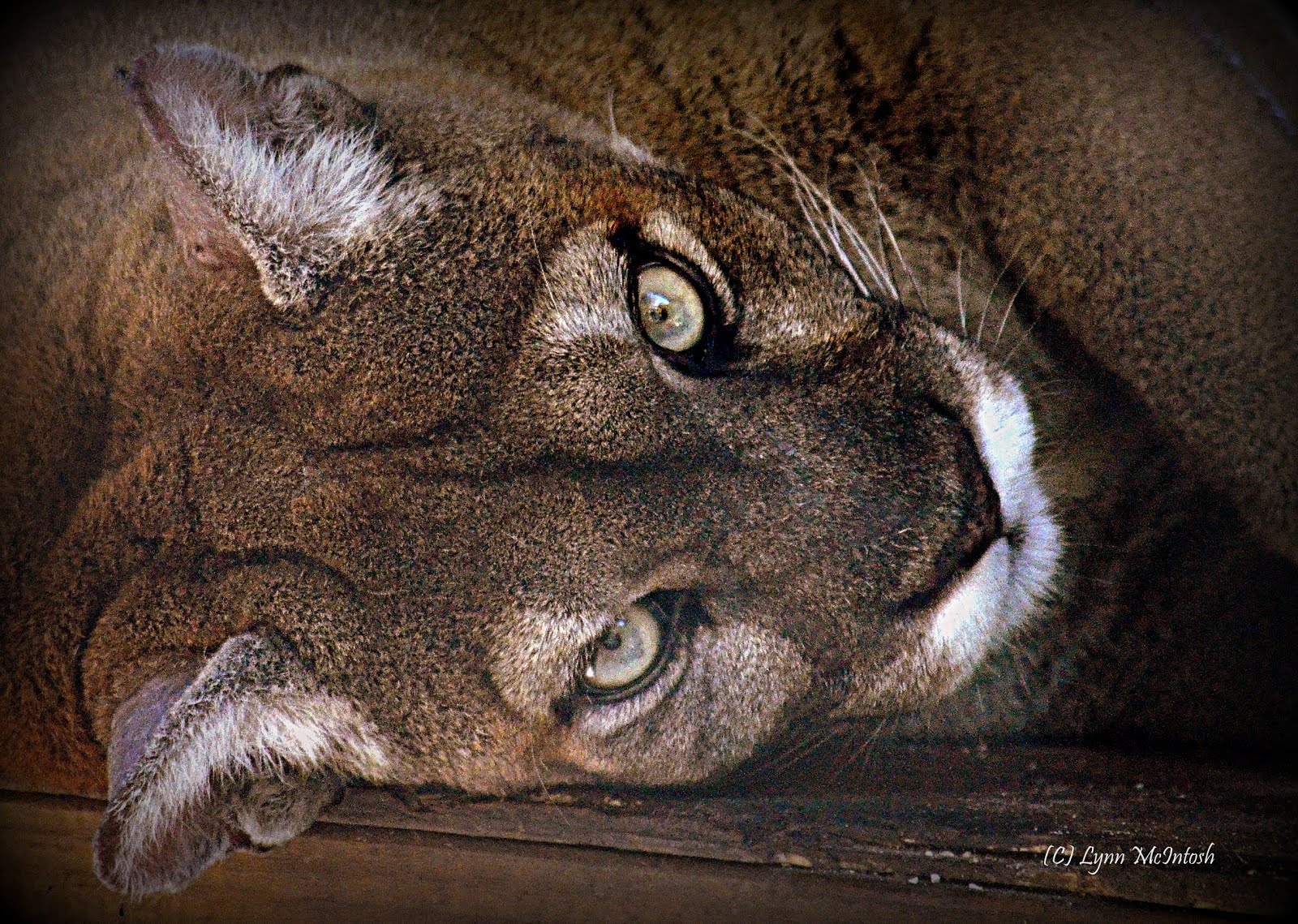 Florida Panther