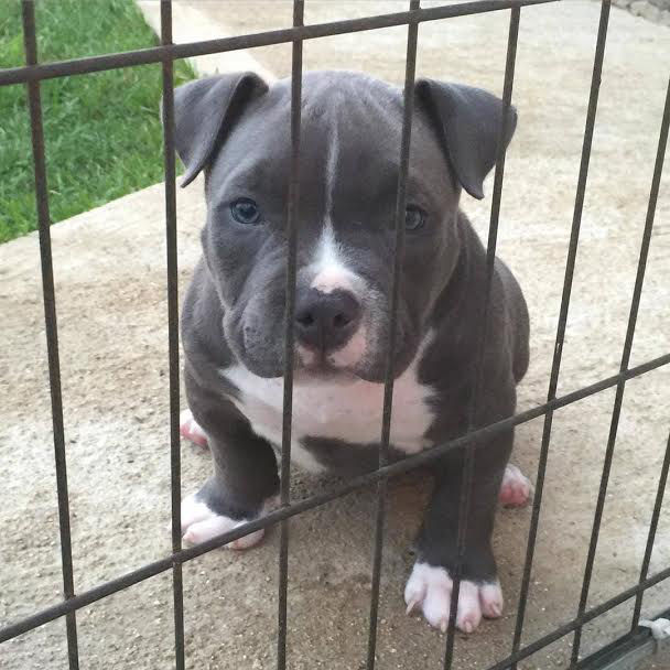 Find Pitbull Puppies for Sale in the US